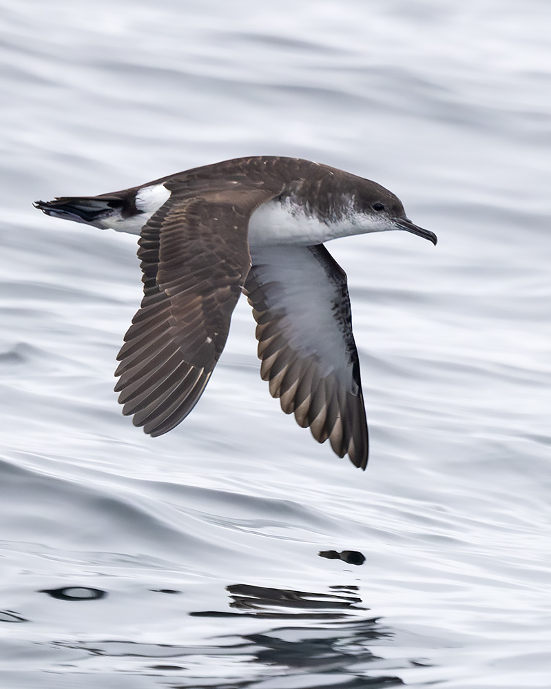 Manx shearwater